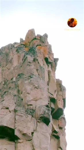 Exploring the Wilderness: Fascinating Wild Animals in Snow