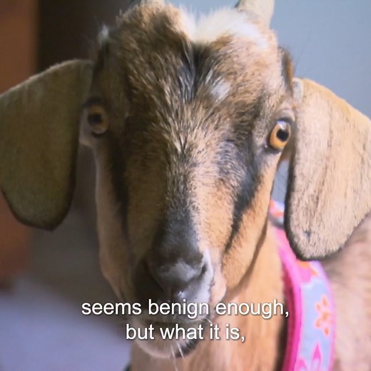 Goats odd Turkish bread addiction could lead to health risk 😅🍞 | Bondi Vet