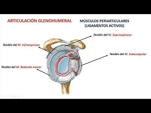 Articulación del hombro (glenohumeral o escápulo-humeral)