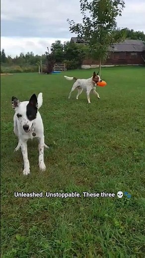 A Black Lab and Two Cattle Dogs Unleashed in a Field — This Is What They Live For 💀