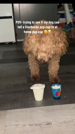 Tried to trick my dog out his #starbies #pupcup and he did NOT fall for it 😂 #boujiedog #starbucksdog #cockapoosoftiktoks #dogmom #prank #fypppp #lifewithisis #starbucks #fypシ #fyp #sneakymom #smartdog