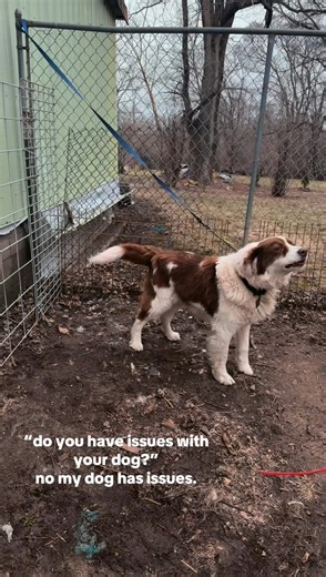 mind u this dumbass it tied to a choke chain considering his agitation collar was easy to slip out atm, nn he just kept barking and chewing on his chain hes so dumb bro, yes we tried stopping him he was tied up bcs his chain was taken down & his long line is missing or ac took it but he needed to be tied up while we cleaned his kennel(we as in me & my cousin, considering dhs is raising the house tmr to make sure me, my cat and marley are all taken care of and okay to live here)