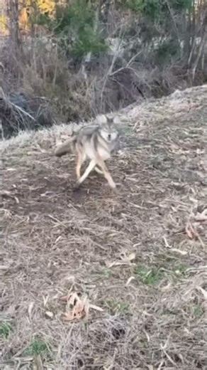 Predator Control 2025 with Carolina Outside!