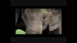 未知の世界へ：アフリカ・象と人間.part1