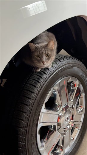 The Tire Cat #cats | The Rural Minnesota Guy | Facebook