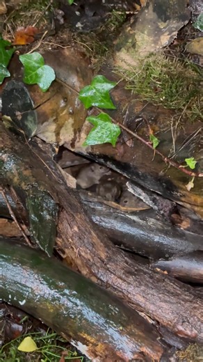 10K views · 1.3K reactions | The weather is atrocious but the garden wildlife still need food, I’ve just been out to put food out for both mouse families and fill all the bird feeders up & food for the squirrels | The Mouse family that live by the brambles | Facebook