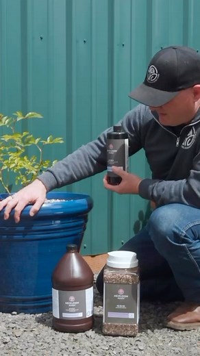 Liquid vs. Granular Fertilizer 🌹 Do you know the difference? #gardeningtips #roses #gardening | Heirloom Roses