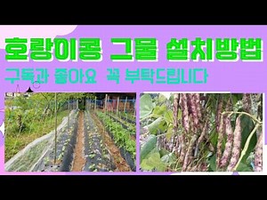 호랑이콩 재배방법, 호랑이콩 그물망(오이망) 설치방법, 텃밭작물