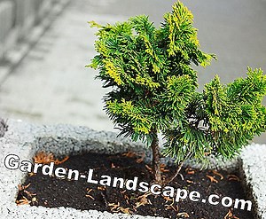 Plants: Keeping thuja in the pot - So plant and water the container plant properly | 2025