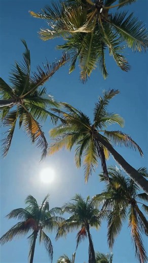 Hawaii 4K 🌴 Tropical Island Escape | Aloha Vibes #shortsvideo #youtubeshorts #travelshorts #nature