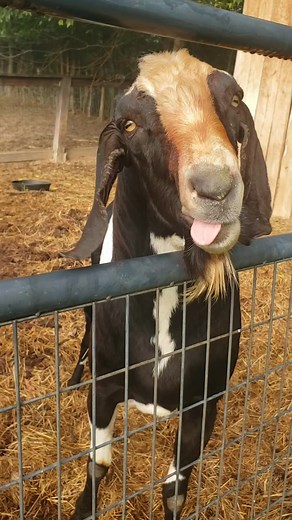 26 reactions · 6 comments | Krista Heinz don't you miss this boy 藍藍藍 #bestfriend #animals #animallover #goats | Tracy Davis | Facebook