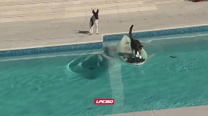 12K views · 80 reactions | Cat escapes dog on surfboard | Animalistic | Facebook