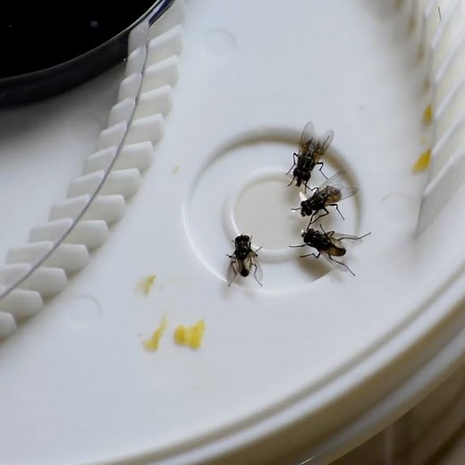 50M views · 220K reactions | Trap houseflies instead of killing them. Get yours: https://chdr.tv/electc9caf | Cheddar Gadgets | Facebook