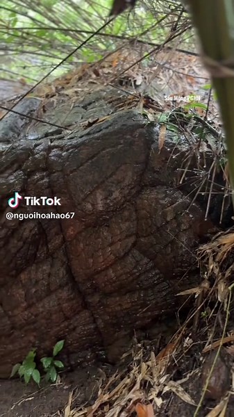 Ý Nghĩa Câu Thơ Về Rắn Mãng Xà