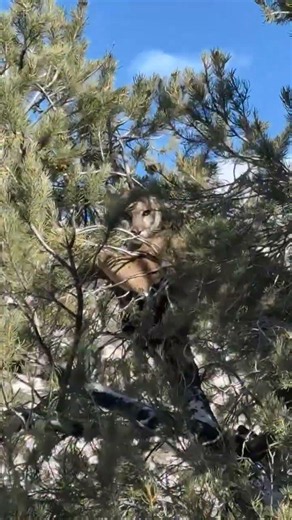 CAN 2 DOGS CATCH A LION? #cougar #lion #puma #hounds #hunting #dogs #panther #cat #outdoors #western