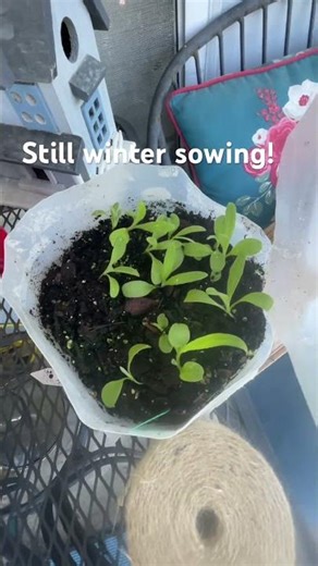 Still reaping the benefits of winter sowing!