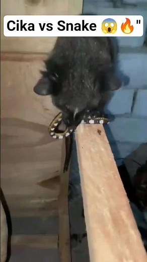 Wild Moment! Cika the Ferret Eats a Snake 🐍😱 | Unbelievable Nature Scene!
