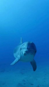 35K views · 2.3K reactions | What can we learn from our flippered friends this #RUOK Day?  * Swim alongside struggling buddies * Use your sonar - listen actively * Form a protective pod around those in need * Communicate clearly - clicks, whistles, or words! * Play and have fun together Some dolphin wisdom to live by. #RUOK #DolphinInspired #Mateship | Great Barrier Reef Foundation | Facebook