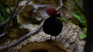 Download Video of Crested partridge in zoo for free