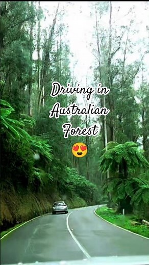 Forests of Australia- Every One More Beautiful than the Last #forest #beautifulworld
