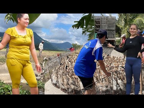Full Video: Close-up of Ducks’ Unique Migration Technique by Truck | Amazing Vietnam Farming