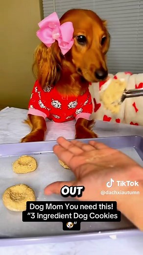 3 Ingredient Homemade Dog Cookies Recipe