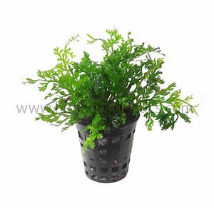 Mini Bolbitis/ Bolbitis heteroclita difformis - Buy Aquarium Plants and Aquarium Fishes Online