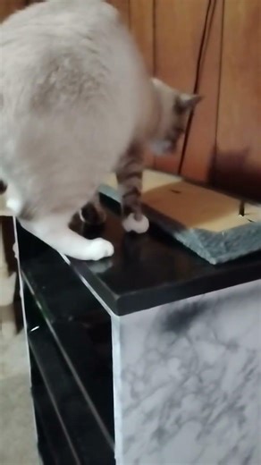 Siamese meer cat #cat #cuteanimals