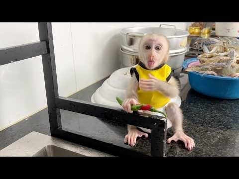 Bravely Baby Tauch Taking Chili From Mom Cleaning Try To Eat