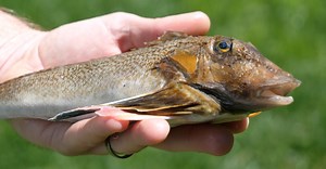 My Sea Robin Fishing & Eating Experience - My Fishing Cape Cod