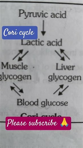 The Cori Cycle Explained in 30 Seconds | Quick Biology Breakdown #revision #biology #educational