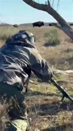 West Texas Bison Hunt! #bison #buffalo #texas 🦬