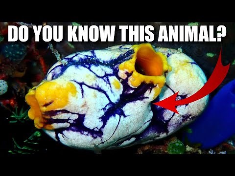 Ink-Spot Sea Squirt Facts: the GOLDEN Tunicate 🪙 Animal Fact Files