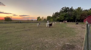 Good night friends xo 💙 | SoulSpace Farm Sanctuary