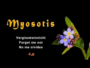 FORGET ME NOT, Myosotis scorpioides, 4K, time lapse, trilingual