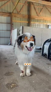 Does your dog like to eat poop? You’re not alone. We explore why and provide 9 home remedies to help halt the habit. Link in bio 💩💩💩 https://linktr.ee/caninejournal #dogpoop #dogs #dogsofinstagram #pooperscooper #dog #poop #dogpoo #doglovers #dogwasteremoval #poo #dogpoofairy #dogpoocleanup #pooperscoopers #poopscooper #doggydoo | Canine Journal