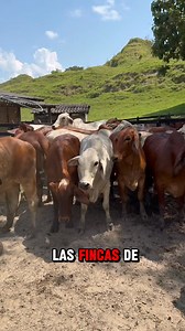 10K views · 343 reactions | Nuestra meta es producir 200 preñeces de...