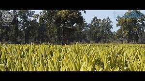 #MPOnMyMind A farm that protects the environment while providing a source of income for the local tribes. Learn all about Bagdara with us. With Madhya Pradesh Tourism #IncredibleIndia #Travel | Outlook Traveller