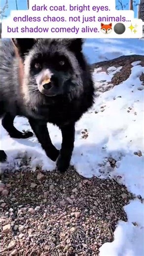 Black Fox Compilation: Shadow Tricksters of the Wild 🦊🌑#blackfox #cute #animalshorts #heartwarming
