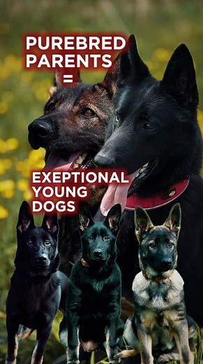 29 reactions | Young Purebred Dogs Available at K9 Security...