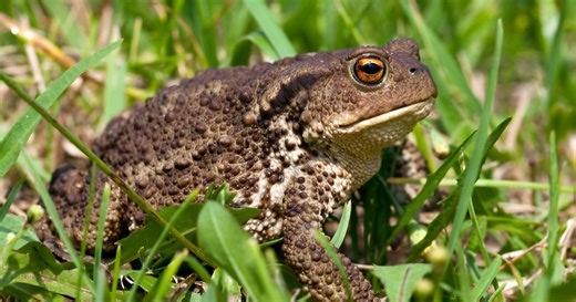Un crapaud dans le jardin : faut-il se réjouir de son arrivée ?