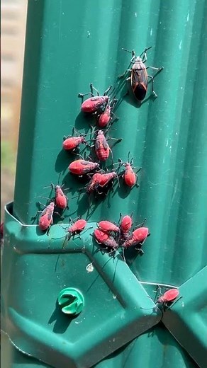 How to Get Rid of Boxelder Bugs