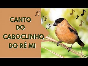 Canto do CABOCLINHO DO RÉ MI / O melhor para FOGUEAR e ENSINAR