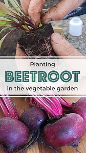 3.3K views · 21 reactions | Prevent a 'glut' when planting beetroot...