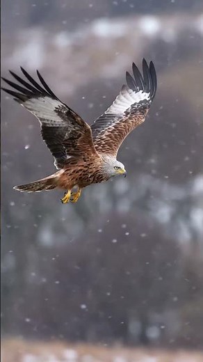 The Incredible Sound of a Wild Raptor Up Close! 🦅 #shorts