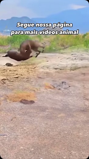 Frederico Lopes Neto on Instagram: "#animals #reelsinstagram"