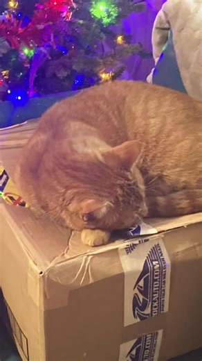 Silly Poem with CapCut