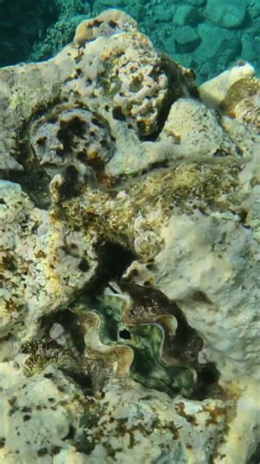 Stunning Clamshell Opens and Closes in Coral 🐚🌿✨