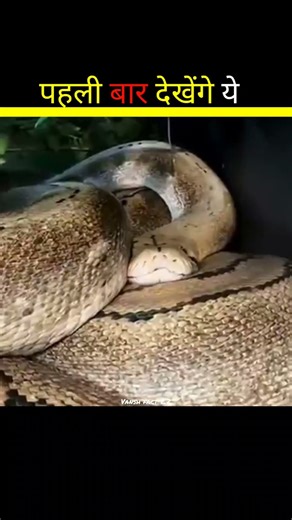 How Do Snake Sleep 🐍 #sports #facts