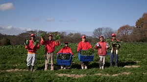 「世羅自社農場エブリイふぁーむ」の美味しさをご紹介！ エブリイマガジン | エブリイ